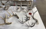 Table of antlers