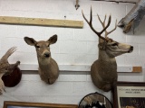 Buck & Doe mounts