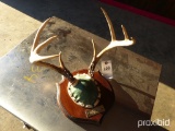 1978 8 POINT BUCK MOUNT