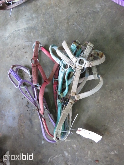 HALTERS