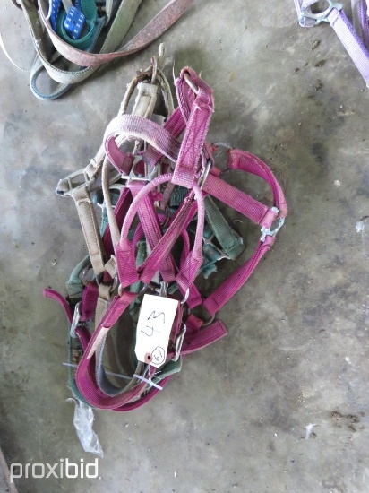 HALTERS