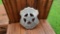 Metal Territorial Prison Guard Deer Lodge Montana Badge Shield with Cut-out Star
