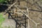Deer Stand