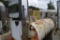 Diesel Fuel Tank/Pump