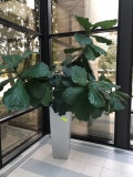 Large Plant