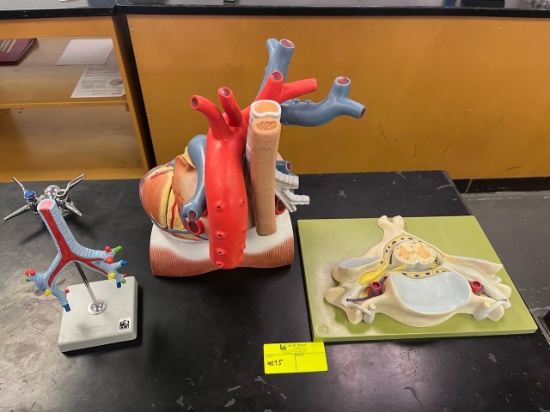 Loc: 3 Lab. Anatomy models. This lot is located at: 601 Franklin St, Hancock, MI 49930