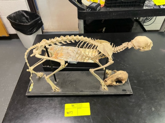 Loc: 3 Lab. Skeleton model of disarticulated cat. This lot is located at: 601 Franklin St, Hancock,