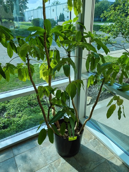 2 Potted Plants