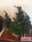 Lot of small Christmas trees