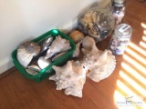 Large lot of seashells