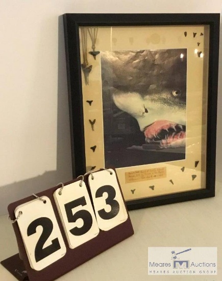 SHARK TOOTH FRAMED PICTURE