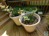Group of 3 planters with plants