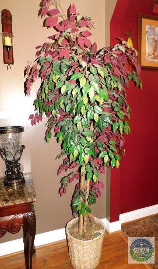 6.5' Artifical Ficus Tree