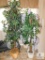 Lot of 3: Faux Decorative Trees Ficus & Wisteria