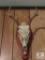 Small Deer Yearling Size Mounted Skull with 4 point Antlers