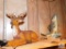 Lot Deer Table light, Pacific Trout Figurine and Boom Box Turkey call