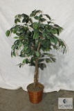 4-foot Fichus Tree