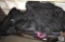 Assorted Duffle Bags