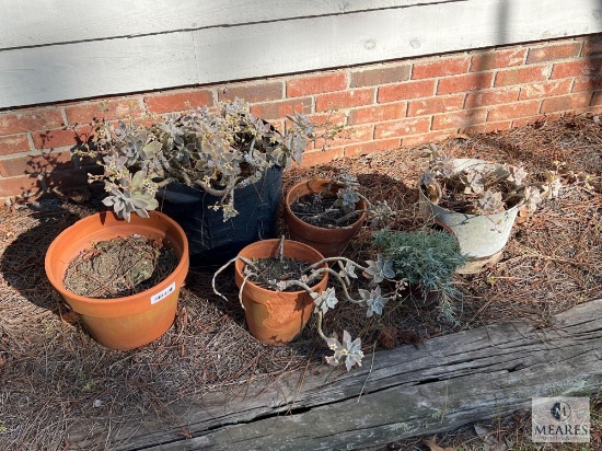 Large Lot of Planters and Contents