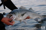 Striper Fishing on Lake Murray