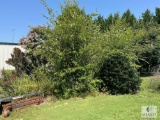 Large Lot of Landscape Trees