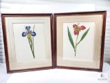 Framed Iris Tuberosa and Ferraria Pavonia Prints