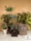 Mixed Lot of Topiaries and Greenery