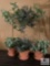Three Topiaries - 27 Inches Tall