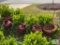 Lot of Flower Pots and Planter