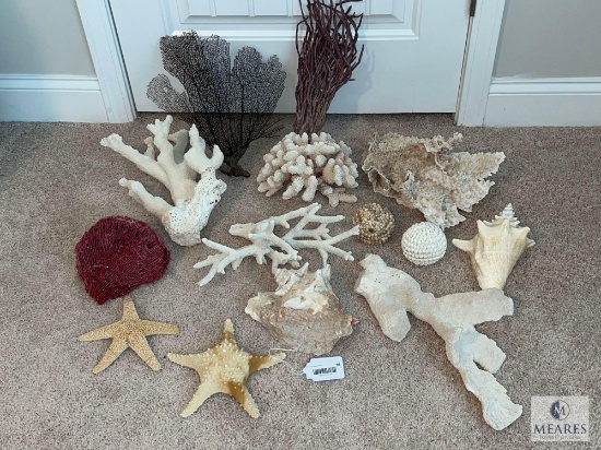 Lot of Shells, Coral, and Starfish