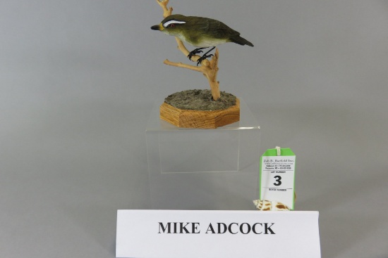 Mike Adcock Songbird