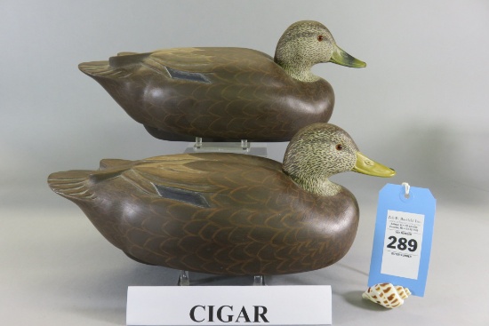 Pr. Cigar Daisey Black Ducks