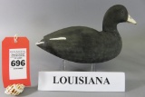 Louisiana Coot
