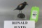 Ronald Justis Red Winged Black Bird