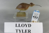 Lloyd Tyler Mini Shorebird