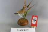 Sandi Butt Shorebird