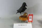 Sandi Butt Raven