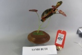 Sandi Butt Turtle S/D 2013