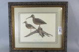 Framed & Matted Shorebird Print