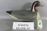 Knotts Island, NC Pintail