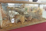 Taxidermy Quail Wildlife Seen