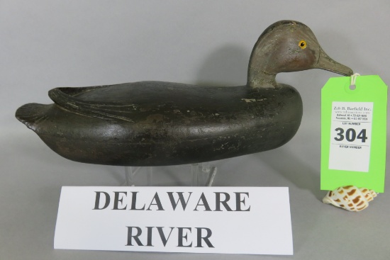 Delaware River Black Duck