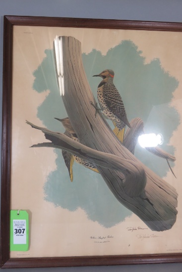 Yellow Shafted Woodpecker Print