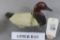 Upper Bay Canvasback