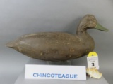 Chincoteague Black Duck