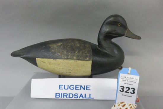 Eugene Birdsall Bluebill Circa 1890