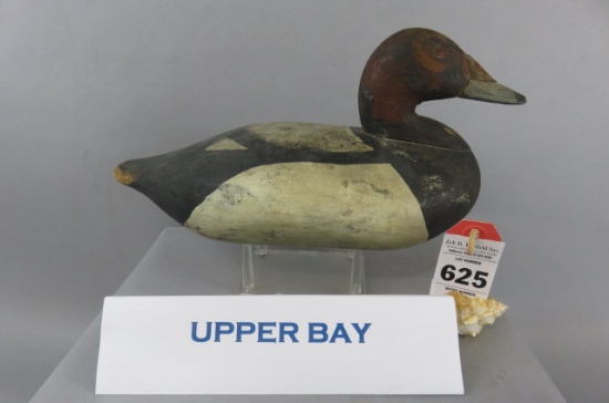 Upper Bay Canvasback