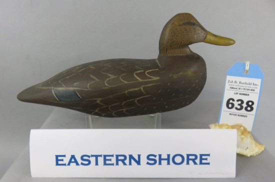 Eastern Shore Black Duck