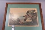 Audubon Print Canvasbacked Duck