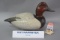 Kay Naprstek Canvasback